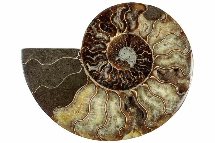 Cut & Polished Ammonite Fossil (Half) - Madagascar #308629